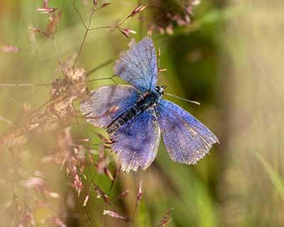 Silver-studded/Idas Blue