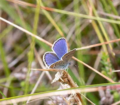 Idas Blue