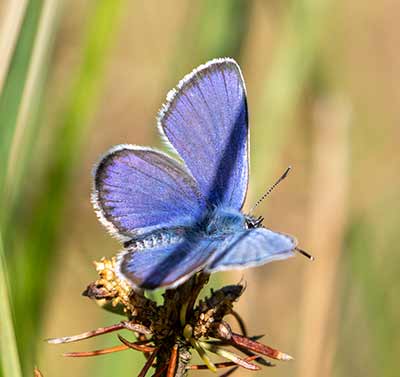 Idas Blue