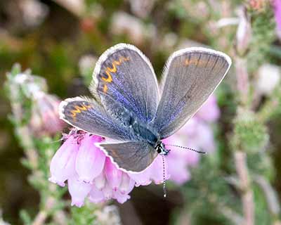 Idas Blue