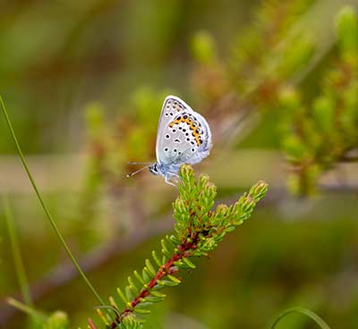 Idas Blue