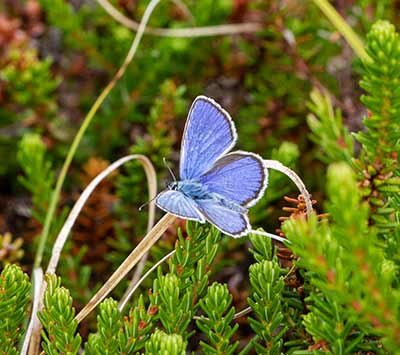 Idas Blue