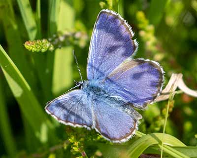 Idas Blue