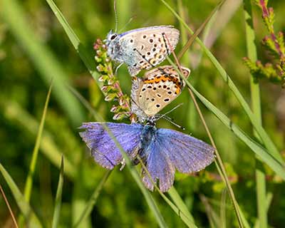 Idas Blue