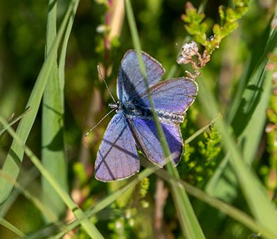 Idas Blue