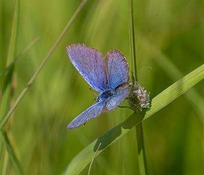 Idas Blue