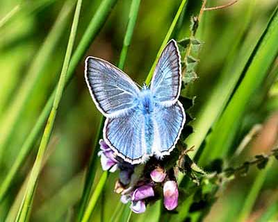 Amanda's Blue