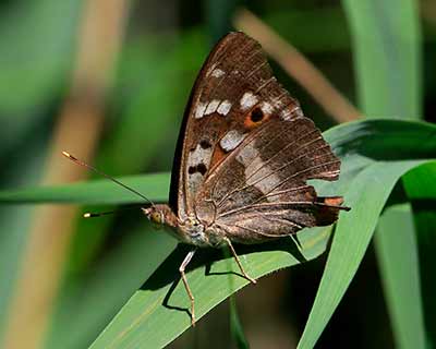 Lesser Purple Emperor
