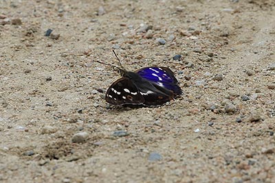 Lesser Purple Emperor