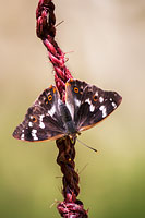 Lesser Purple Emperor