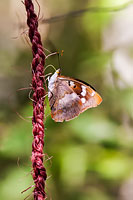 Lesser Purple Emperor