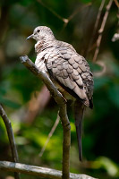 Inca Dove