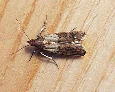 Indianmeal Moth