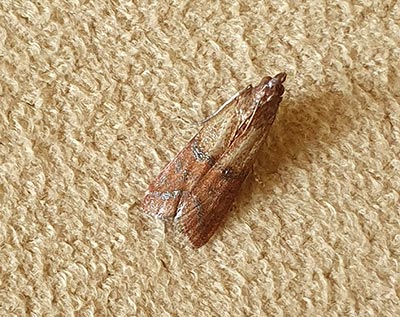 Indianmeal Moth