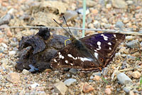 Purple Emperor