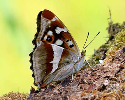 Purple Emperor