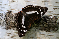 Purple Emperor