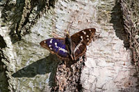 Purple Emperor