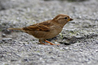 Italian Sparrow