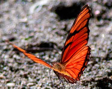 Juno Longwing