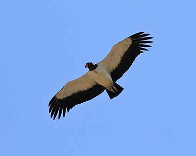 King Vulture