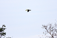 Keel-billed Toucan