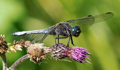 Keeled Skimmer