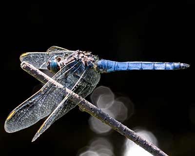 Keeled Skimmer