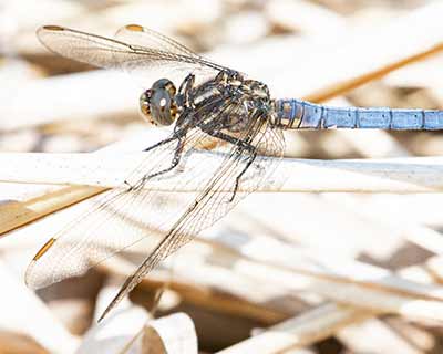 Keeled Skimmer