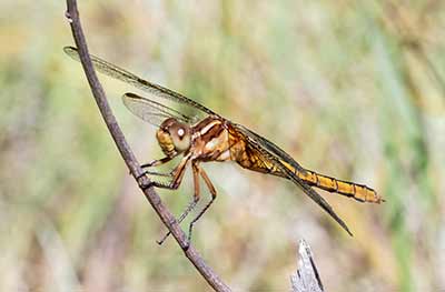 Keeled Skimmer