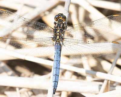 Keeled Skimmer