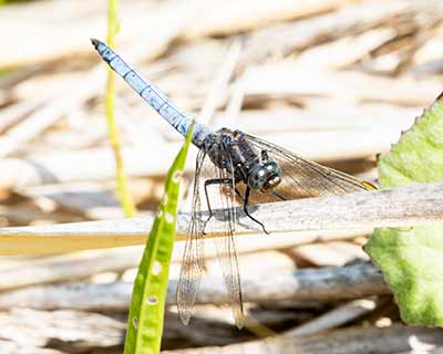 Keeled Skimmer