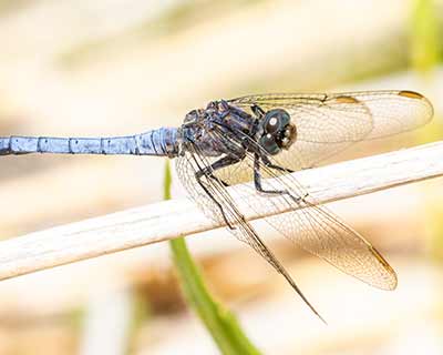 Keeled Skimmer