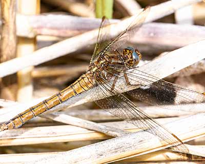 Keeled Skimmer