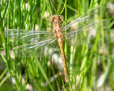 Keeled Skimmer