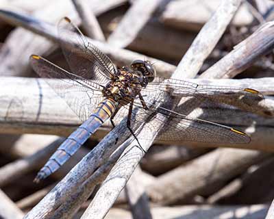 Keeled Skimmer