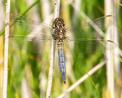 Keeled Skimmer