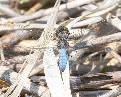 Keeled Skimmer