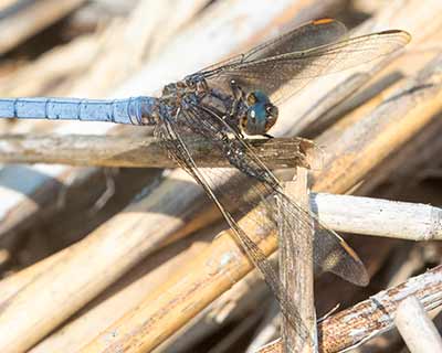 Keeled Skimmer