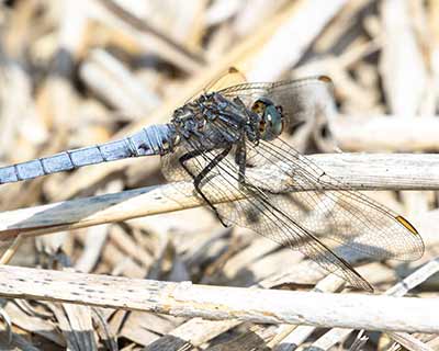 Keeled Skimmer