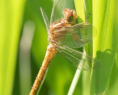Keeled Skimmer