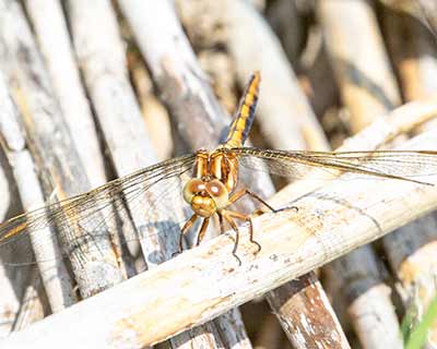 Keeled Skimmer