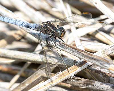 Keeled Skimmer