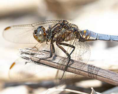 Keeled Skimmer