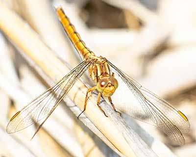 Keeled Skimmer
