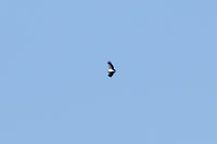 King Vulture