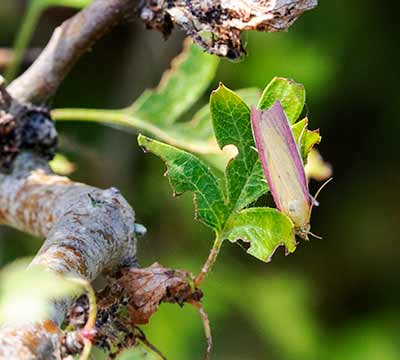 *Kællingetandhalvmøl*