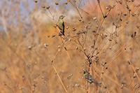 Lesser Goldfinch