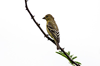 Lesser Goldfinch
