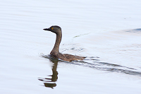 Least Grebe